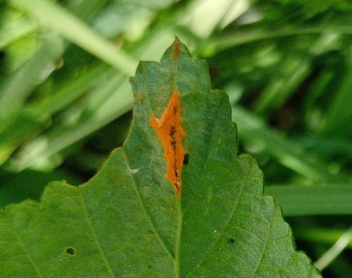 meadowsweet rust