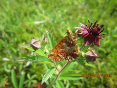 Boloria aquilonaris