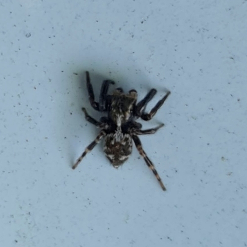 Black-palped Jumping Spider
