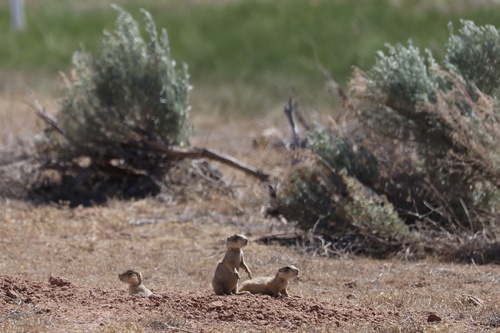 Gunnison's Prairie Dog observed by bluesunflower45