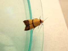 Heteroteucha translatella