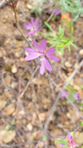 twolobe clarkia