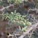 Acacia oerfota