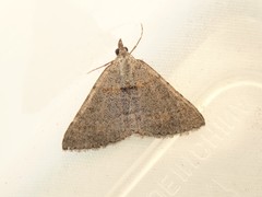 Dichromodes obtusata