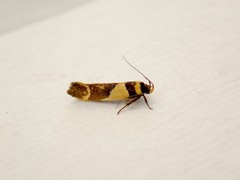Macrobathra chrysotoxa