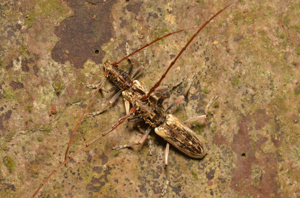 Elydnus