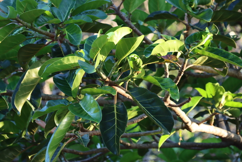 Ficus lutea, photograph 4