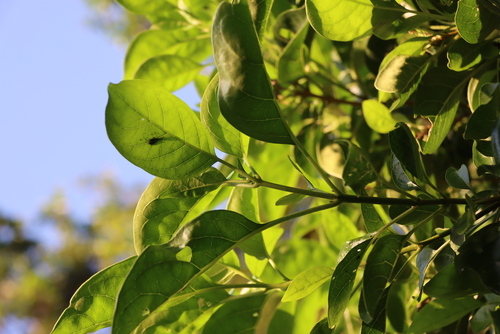 Volkameria glabra, photograph 1