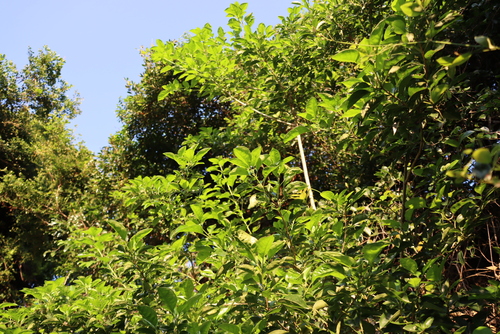 Volkameria glabra, photograph 2