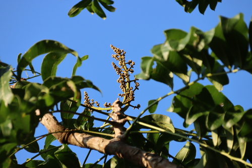 Deinbollia oblongifolia, photograph 5