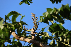 Deinbollia oblongifolia, photograph (c) Tony Rebelo, some rights reserved (CC BY-SA)
