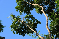 Deinbollia oblongifolia, photograph (c) Tony Rebelo, some rights reserved (CC BY-SA)