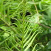 Swamp Shield-Fern - Photo (c) Linda, some rights reserved (CC BY-NC)