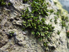 Orthotrichum stramineum