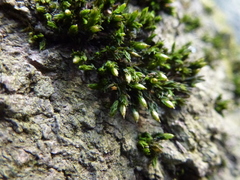Orthotrichum stramineum