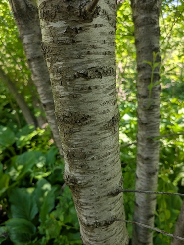 common buckthorn