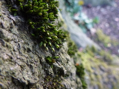 Orthotrichum stramineum
