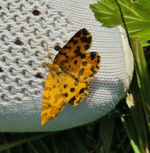 Speckled Yellow