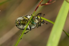 Diphucephala colaspidoides