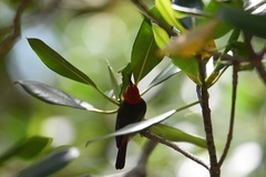 Myzomela erythrocephala