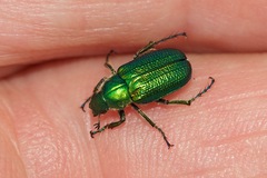 Diphucephala colaspidoides