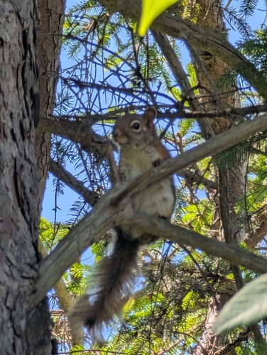 American Red Squirrel