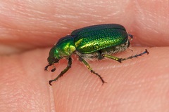 Diphucephala colaspidoides