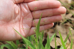 Dichanthelium laxiflorum
