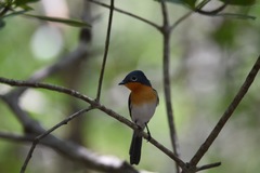 Myiagra ruficollis