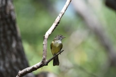 Microeca flavigaster
