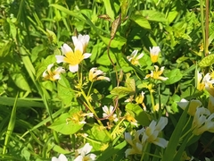 Limnanthes douglasii, photograph (c) considerthelilies, some rights reserved (CC BY)