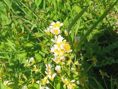 Limnanthes douglasii, photograph 3