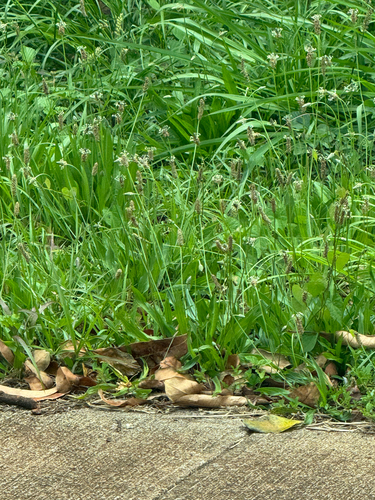Plantago lanceolata observed 2026-05-29