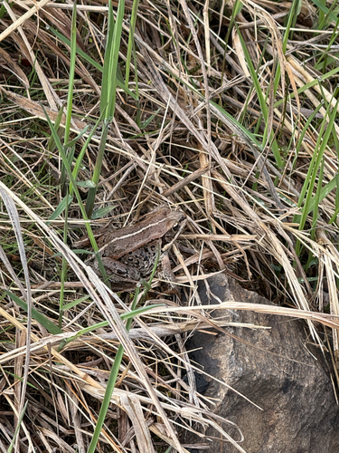 Wood Frog