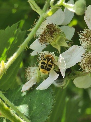 French Flower Chafer