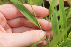 Dichanthelium laxiflorum