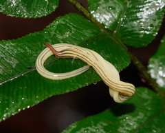 Fletchamia mediolineata