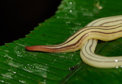 Fletchamia mediolineata