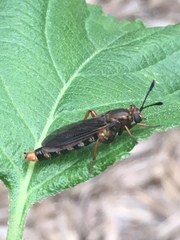 Phyllomydas parvulus