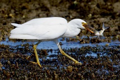 Parupeneus multifasciatus