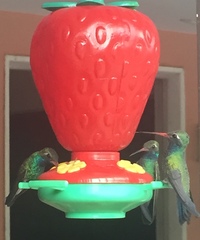 Cynanthus latirostris