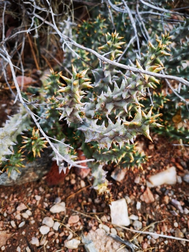 Pectinaria