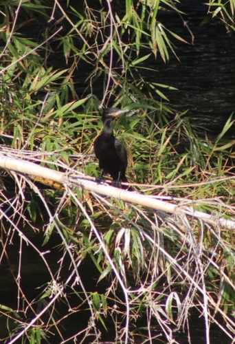 Neotropic Cormorant