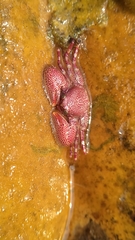 Petrolisthes boscii