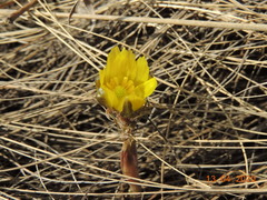 Adonis volgensis