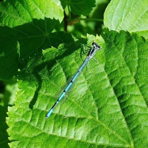 Azure Damselfly