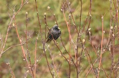 Sturnus vulgaris