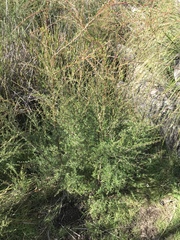 Kunzea leptospermoides