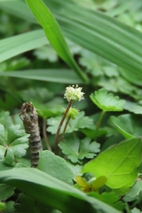 Hydrocotyle batrachium
