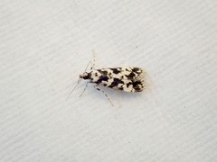 Eudonia aphrodes